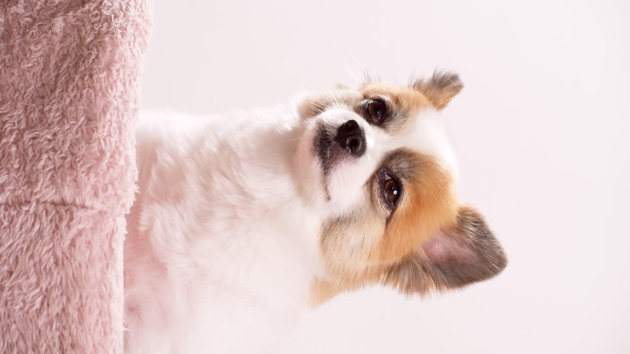 video de cierre vertical de un mini cachorro feliz relajándose en una alfombra rosa con una pared rosa en el fondo