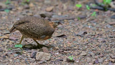 moviéndose hacia la derecha en busca de alimento en el suelo en el bosque, perdiz de pecho escamoso tropicoperdix chloropus, tailandia