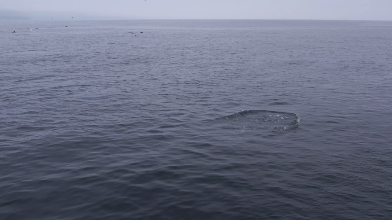 안개가 가득한 아침에 조용한 바다 물속을 헤엄치는 돌고래의 조용한 공중 촬영, 먼 절벽이 안개를 통해 거의 보이지 않습니다.