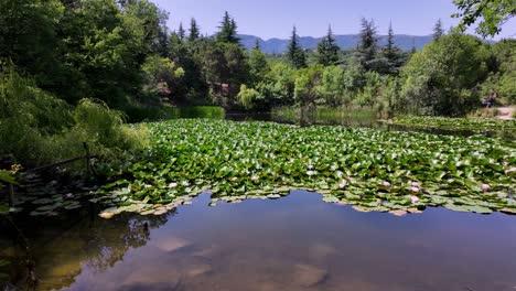 Wunderschöne-Seerosen-Schwimmen-Auf-Einem-Ruhigen-See-Auf-Der-Krim,-Umgeben-Von-üppigen-Grünen-Bäumen-Und-Einer-Atemberaubenden-Waldlandschaft