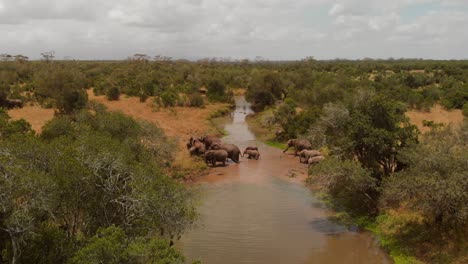 Una-Manada-De-Elefantes-Cruzando-Un-Río-En-Ol-Pejeta,-Kenia
