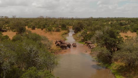 a herd of elephants crossing a river in ol pejeta, kenya