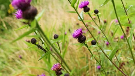 close-up view of purple thistle flowers surrounded by lush green grass in a serene meadow setting.