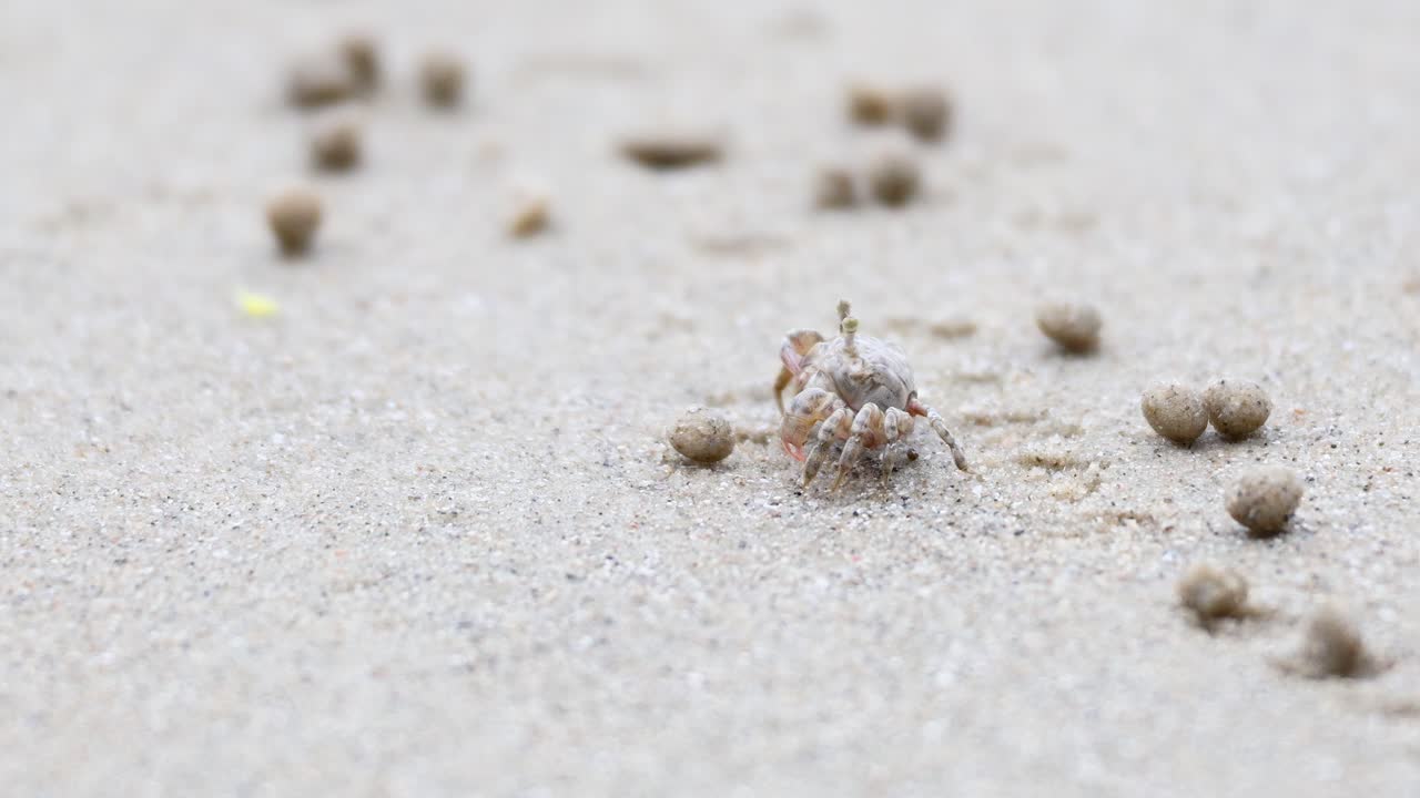 cangrejo fantasma moviéndose a través de la playa de arena