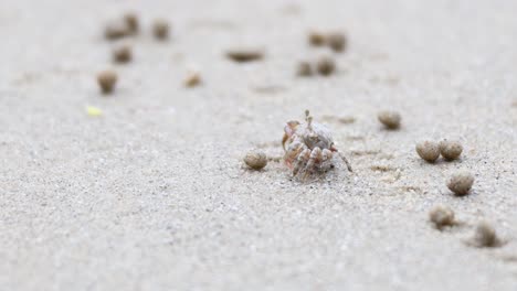 ghost crab moving across sandy beach