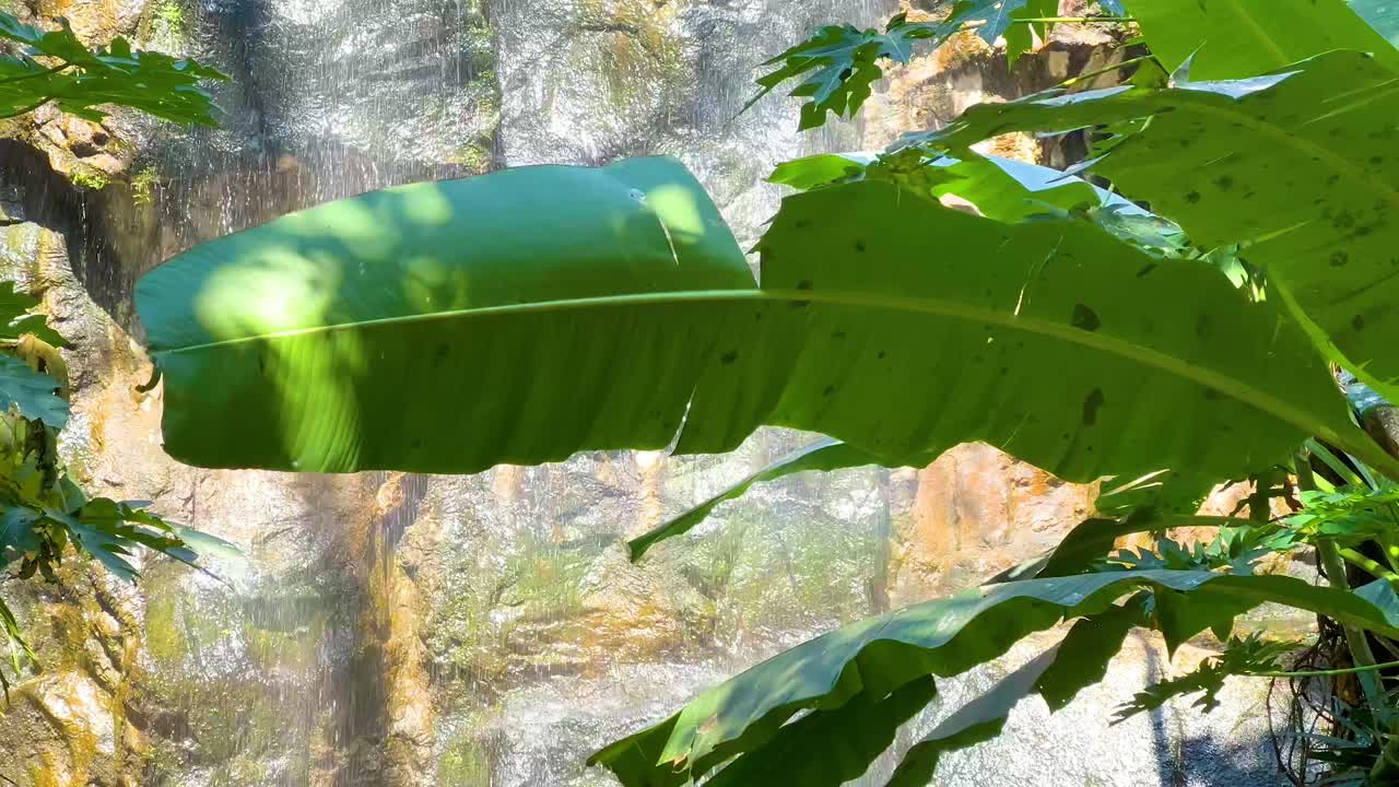 hojas de plátano frente a la cascada en cascada