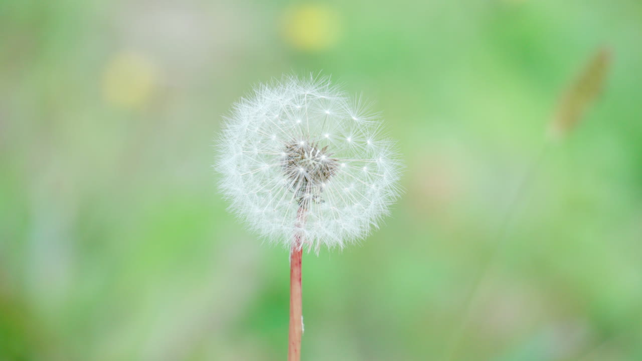 cabeza de diente de león común en flor contra la profundidad de campo