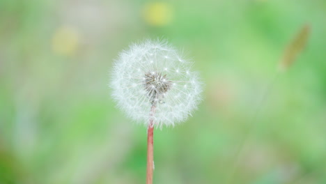 common dandelion head in bloom against shallow depth of field