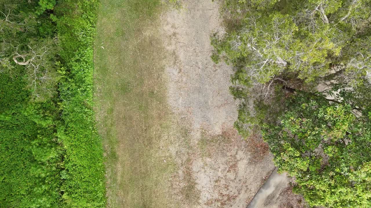 el dron captura el camino a través de un arbusto verde y exuberante.