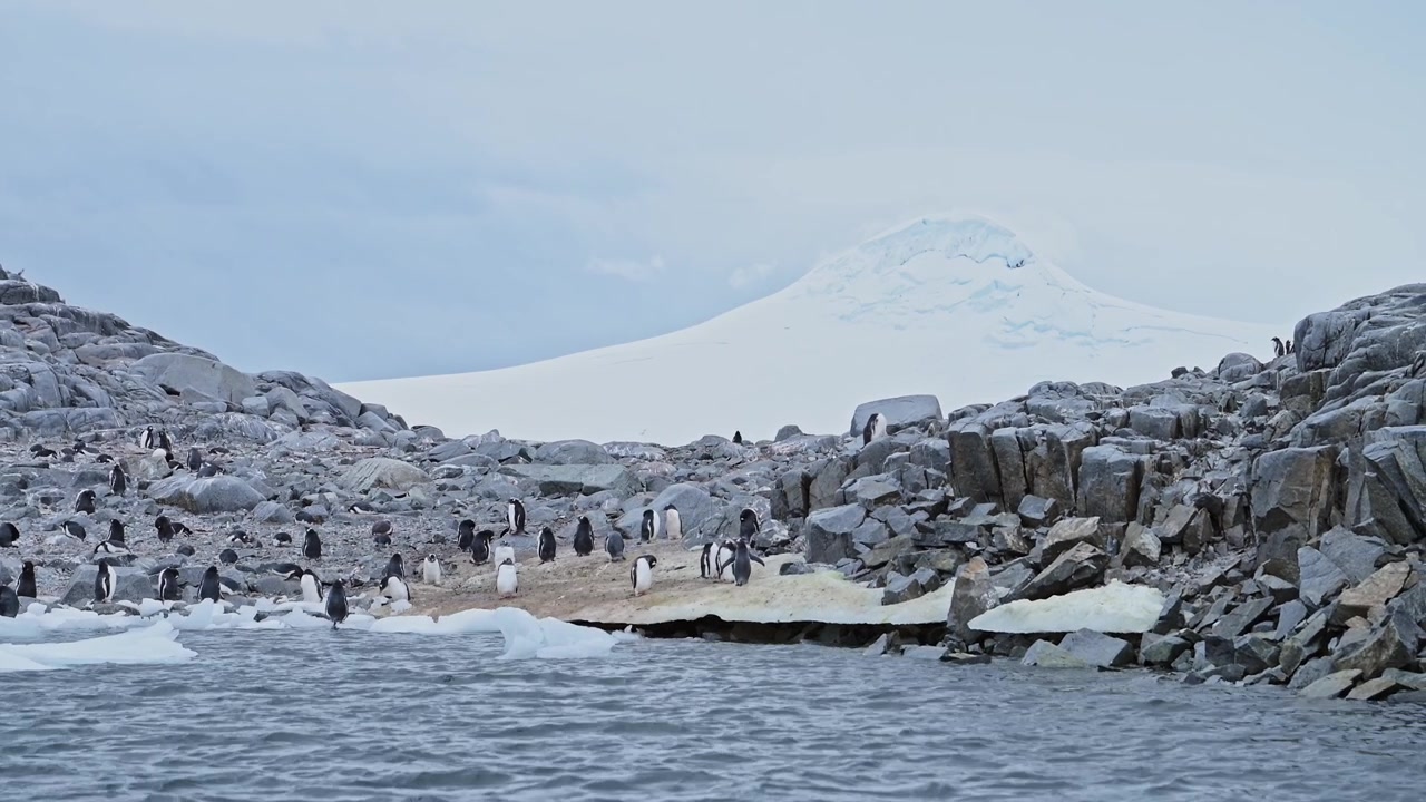 Gentoo Penguin Colony on Rocky Coast on Antarctica, Penguins on Rocks in Antarctic Peninsula Landscape and Scenery with Snowy Glacier Covered Mountain Behind