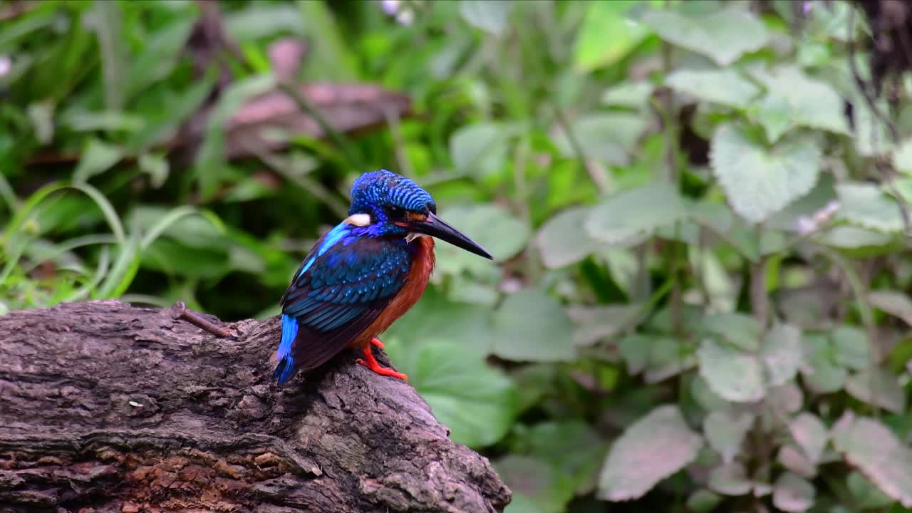 el martín pescador de orejas azules es un pequeño martín pescador que se encuentra en tailandia y es buscado por los fotógrafos de aves debido a sus hermosas orejas azules, ya que es una pequeña, linda y esponjosa bola de plumas azules de un pájaro