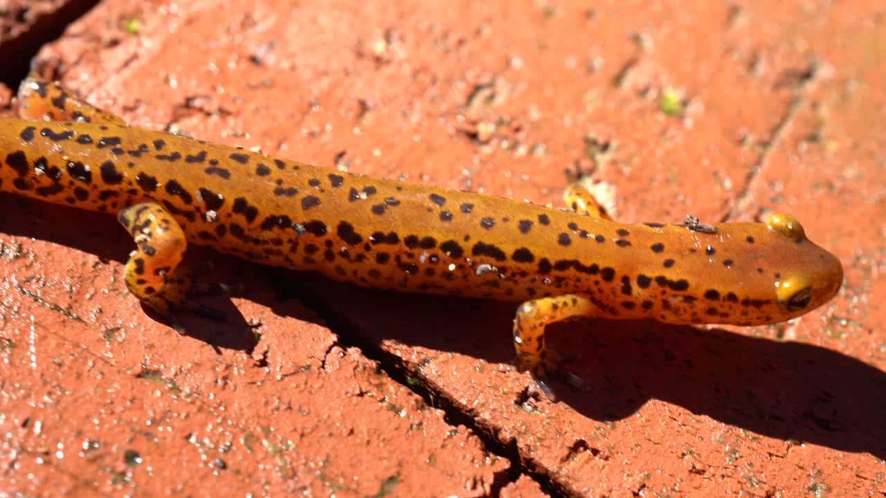 Close-up of an Orange Salamander