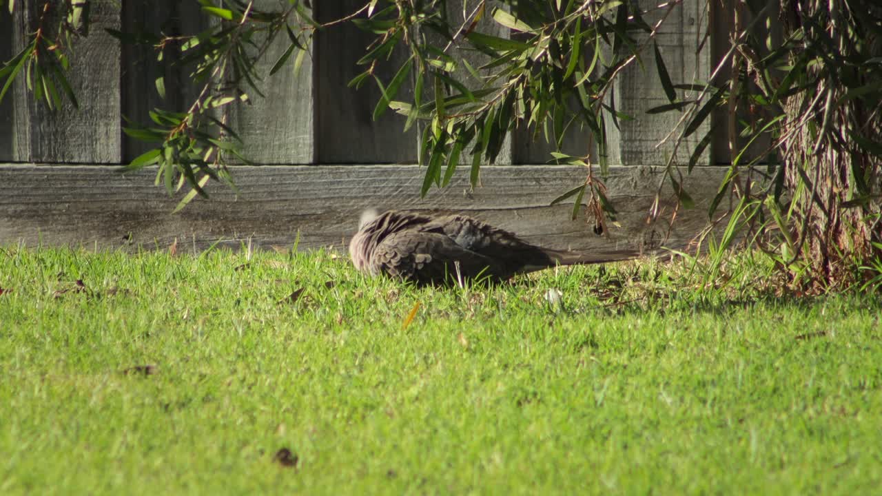 Spotted Dove Bird Sitting On Grass in the Sun Grooming Itself Daytime Australia, Victoria, Maffra, Gippsland