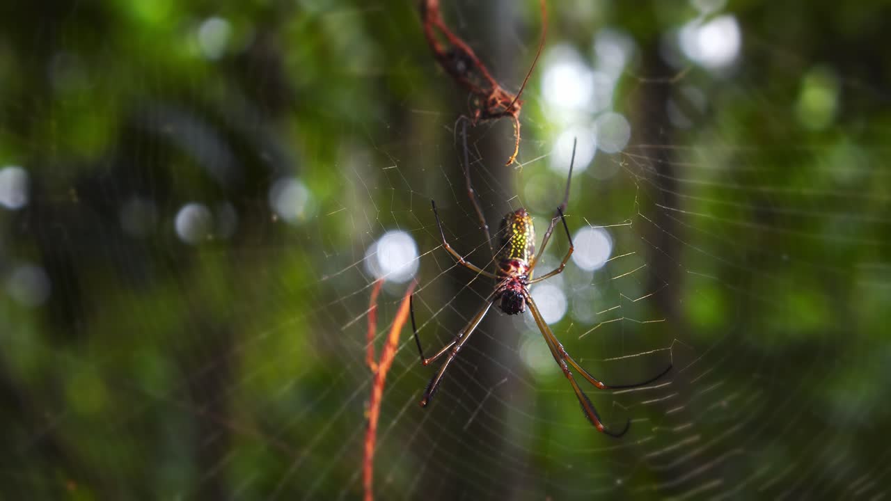 tiro de seguimiento de una araña gigante de telaraña mientras la cámara se eleva en un movimiento de grúa en la selva tropical de perú