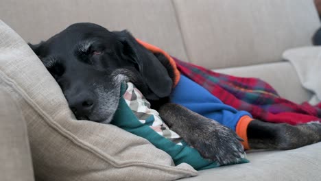 a tired senior labrador wrapped in a red blanket while sleeping on a couch during a cold winter day