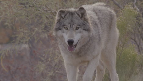 Grauer-Wolf-In-Zeitlupe-Aus-Nächster-Nähe