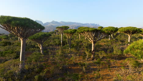 árboles de sangre de dragón endémicos en el bosque de firhmin, isla de socotra, yemen