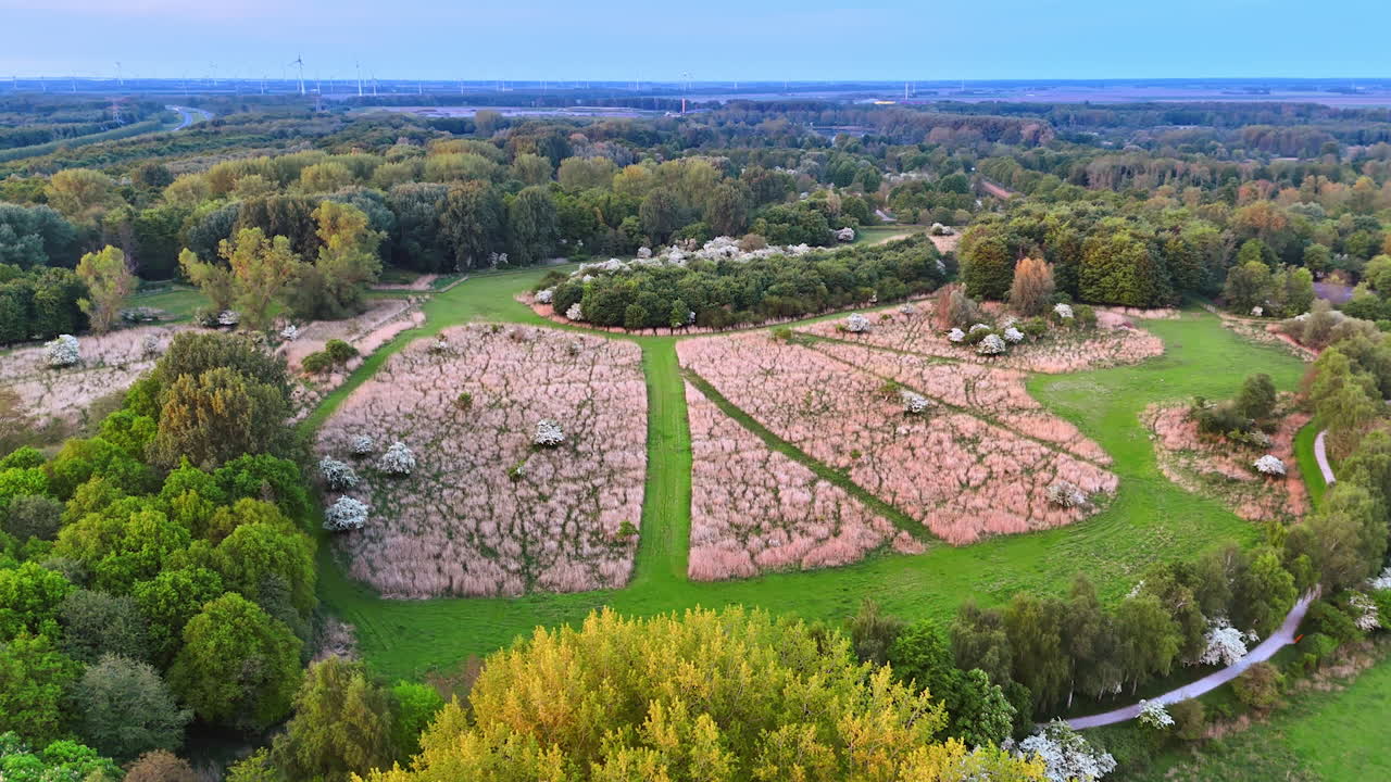 Dry grass on the large meadows surrounded by the woods. Drone flight above the splendid nature of the Netherlands.