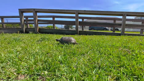 Endangered-gopher-tortoise-turtle-walking-in-grass-towards-dirt-burrow,-Florida