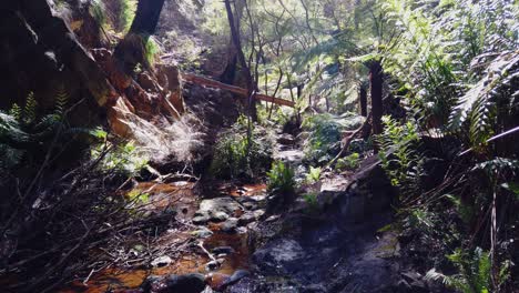 Dense-rainforest-trail-and-water-creek,-during-the-day-with-slow-pan-to-the-left