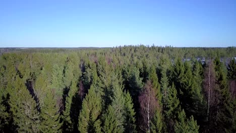 the green gold of finland, aerial ascending, drone shot of endless pine and spruce forest in ostrobothnia