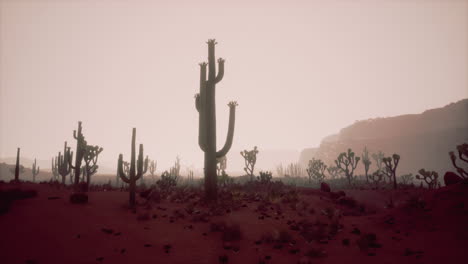 sunset view of the arizona desert with saguaro cacti and mountains