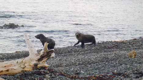 Dos-Cachorros-De-Lobo-Marino-Caminando-Cerca-De-La-Cámara-En-Una-Playa-Pedregosa-En-La-Costa-Sur-De-Wellington,-Nueva-Zelanda