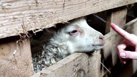 cute curly baby lambs playing with human finger from inside wooden fence