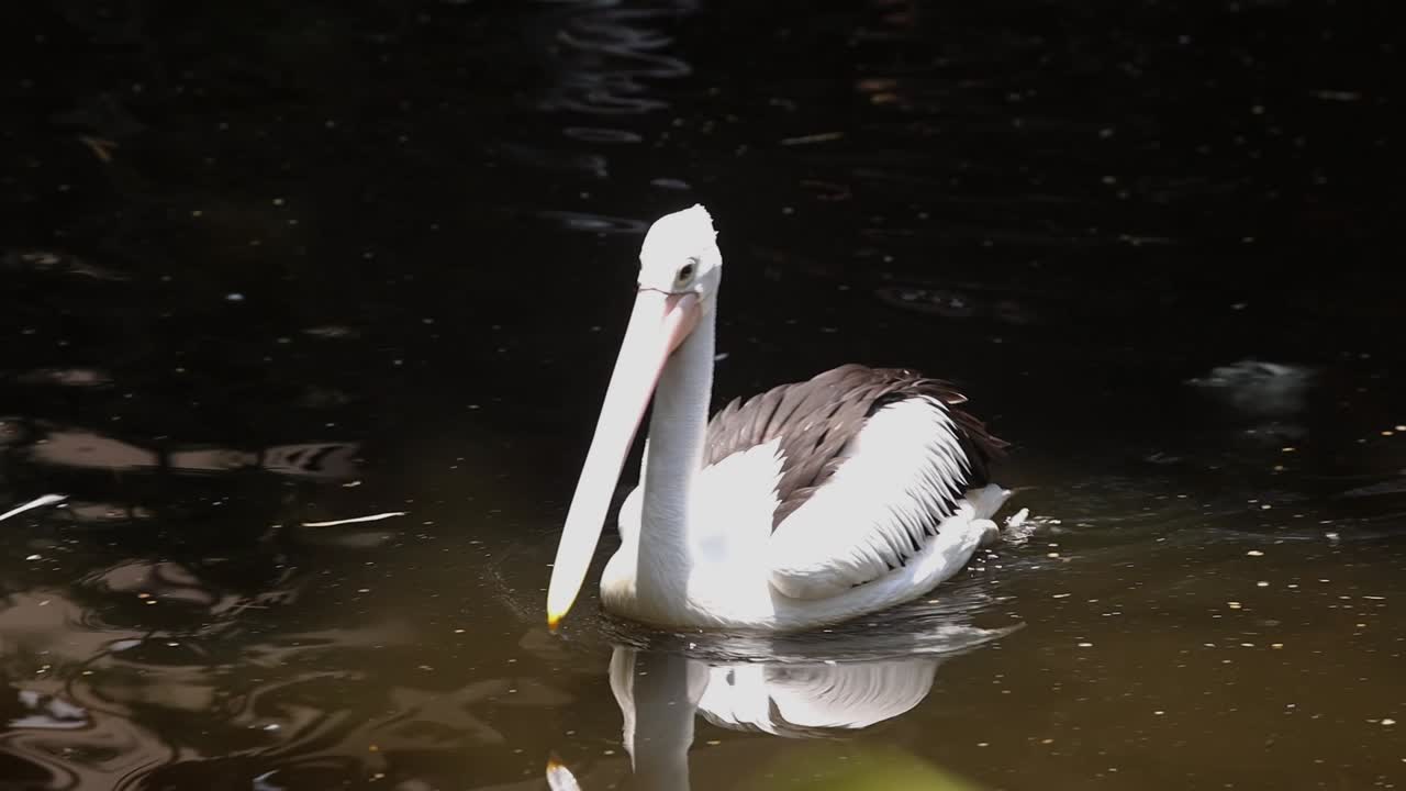 Pelican Swimming Gracefully in Dark Pond with Natural Green Surroundings
