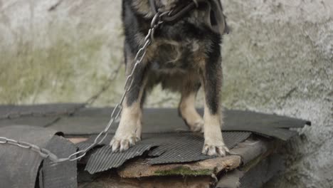 black little dog tied to a chain in a countryside