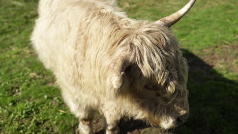 Close-up-shot-of-a-Yak-with-large-horn-looking-around-surrounded-by-green-grass-on-a-sunny-day