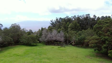 Stunning-aerial-pull-out-shot-of-Polipoli-Forest-in-Maui-revealing-the-grandeur-and-beauty-of-the-Hawaiian-islands