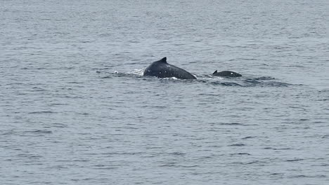 Ballena-Jorobada-Hembra-Y-Superficie-De-Cría-Para-Respirar-Y-Luego-Bucear-Con-La-Cola-De-La-Madre-Visible