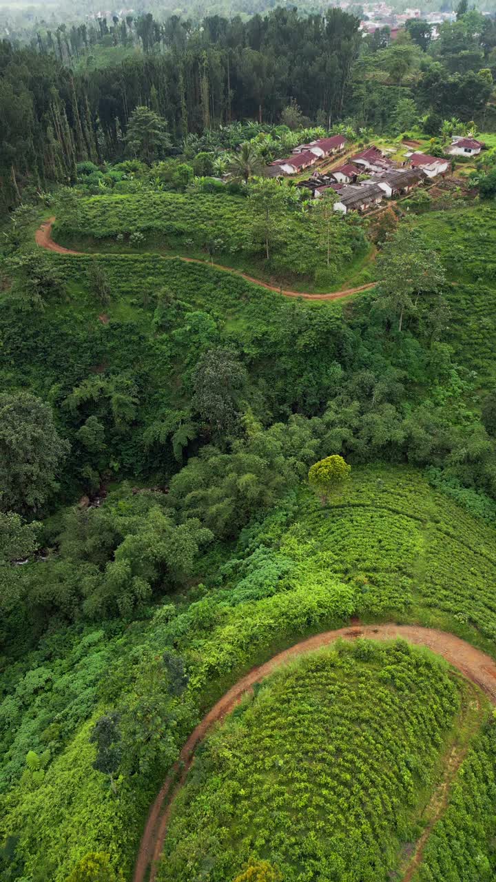 Verticale dronefoto van een Indonesische theeplantage op berghellingen, met een smalle weg die door het bewerkte landbouwgebied slingert en een dorp op het uitgestrekte groene terrein
