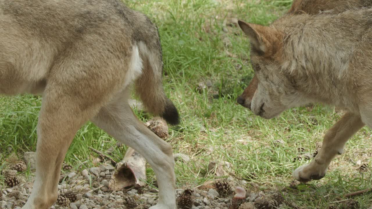 Two European wolves engage in social and competitive behavior around a bone on grassy terrain, with natural daylight and steady, close-up camera angles