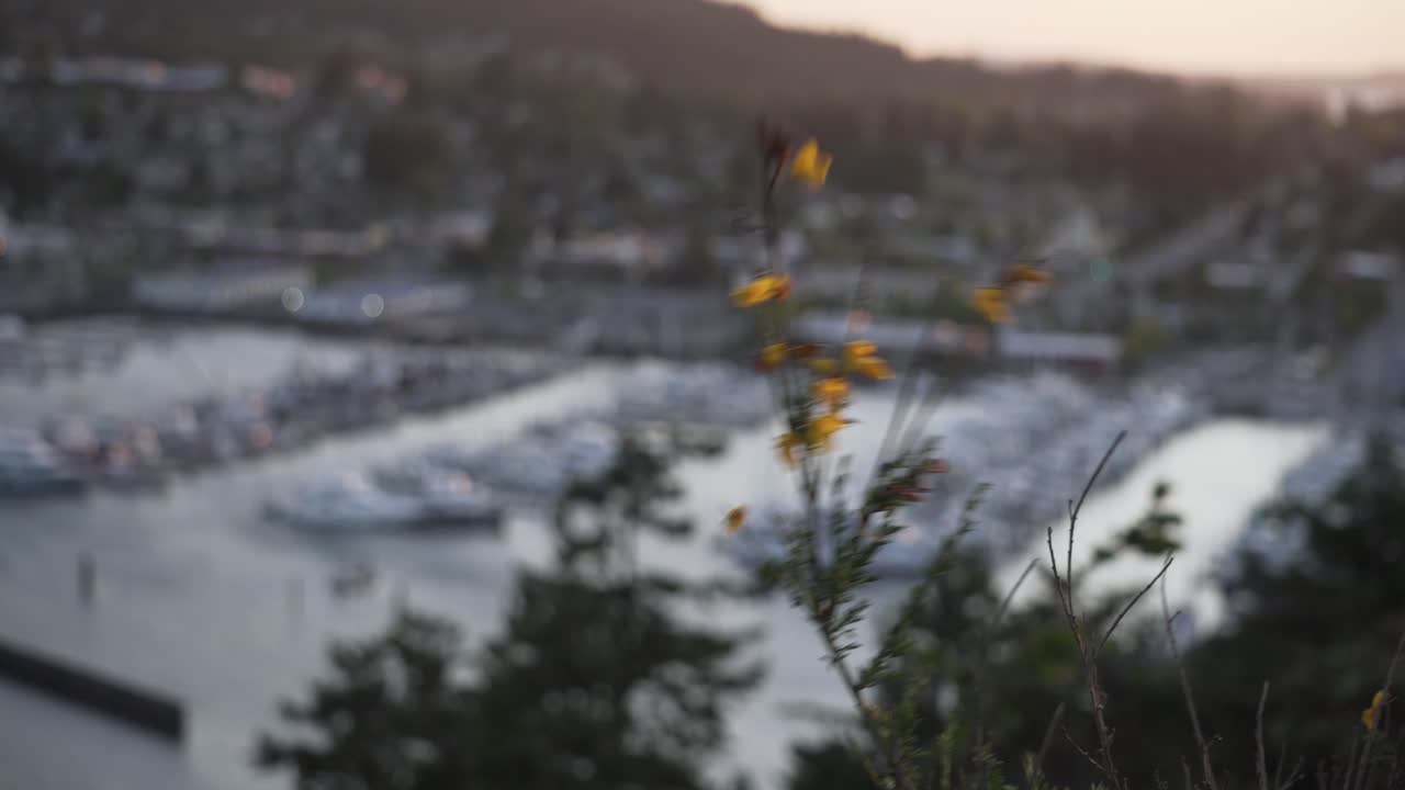 flores silvestres amarillas que soplan en el viento en el parque cap sante en washington, ee.uu.