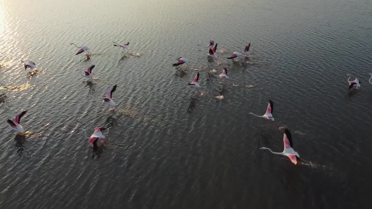 video en cámara lenta de flamencos rosados tomando vuelo al atardecer desde las aguas de la reserva natural de vendicari, sicilia, italia
