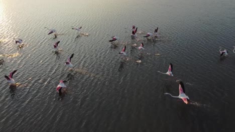 slowmotion video of pink flamingos taking flight at sunset from the waters of vendicari natural reserve, sicily, italy