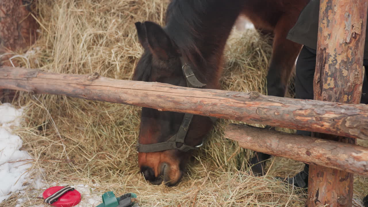 Brun hest, der spiser gyldent hø nær træhegn, nærbillede af grime og mule, hyggelig vinterstald med halm og spredt sne, rolig landlig atmosfære, tekstureret høstak og tømmerrækværk, langsom
