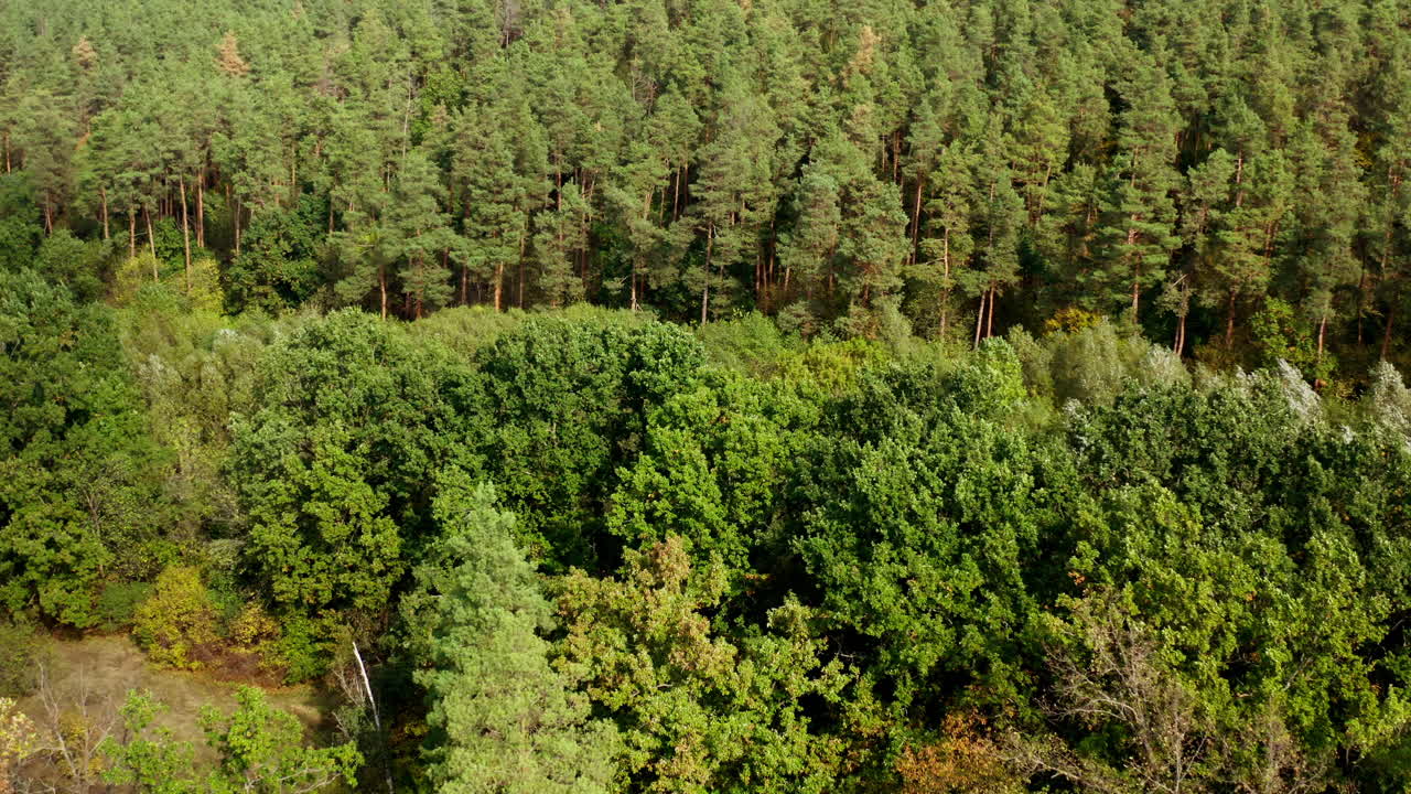 Summer woodland. Green mixed trees in the forest. Beautiful landscape of nature in bright daytime. Aerial view.
