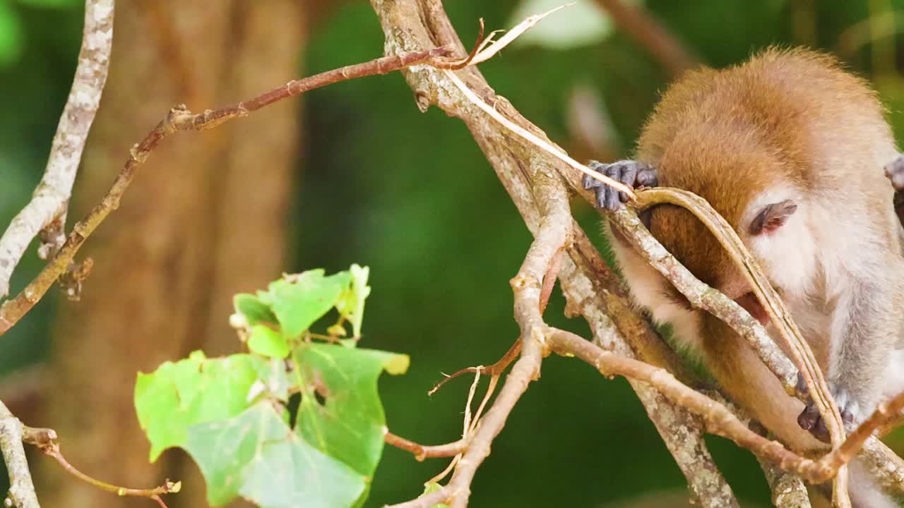 울창한 초록색 속의 가지에 앉아 있는 원이
