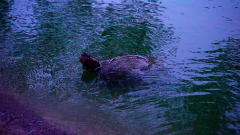 turtle in the lumphini park, bangkok. slowmotion 120fps