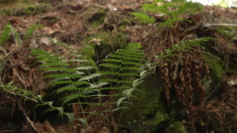 ferny undergrowth on a forest floor