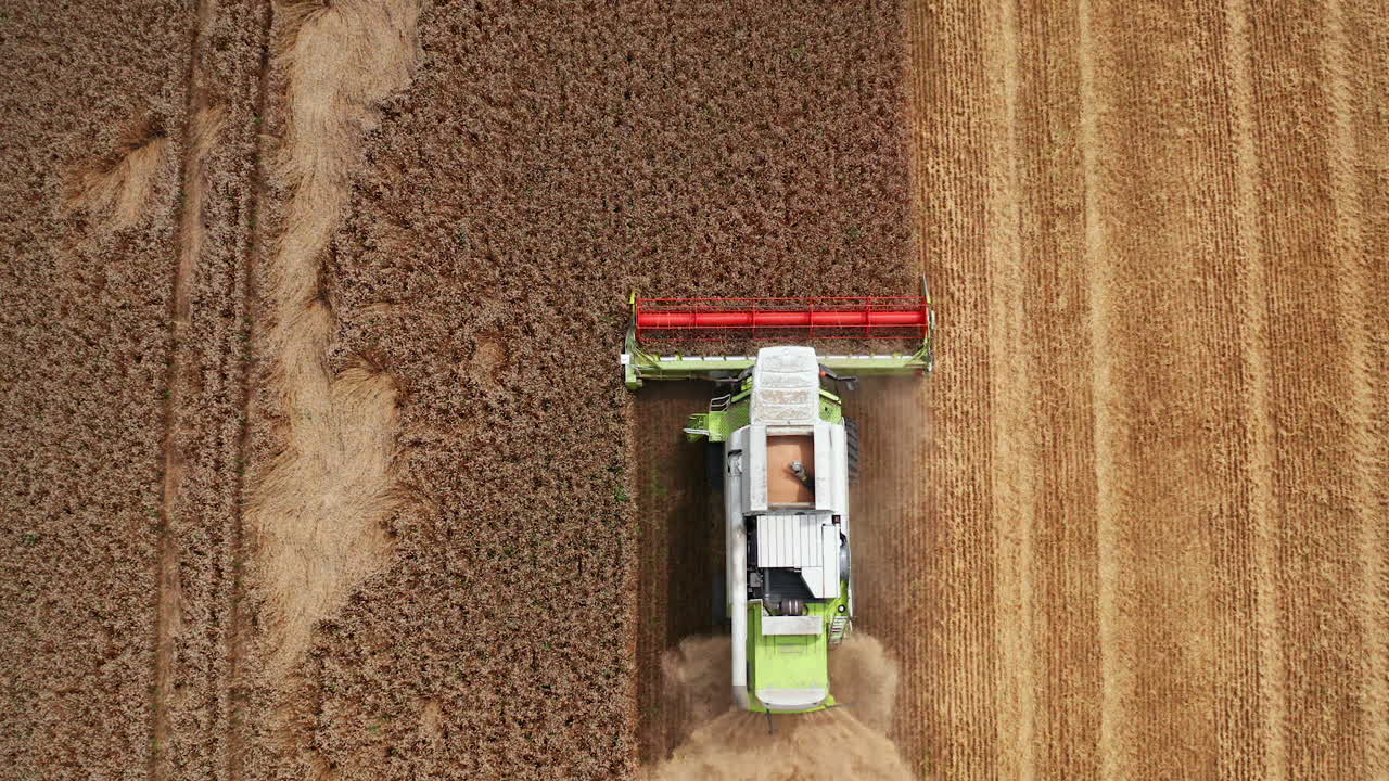 Dry golden wheat being cut by the modern combine harvester. Flying over the machine working in the farmland. Top view.