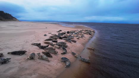 Große-Robbenherde,-Die-Am-Sandstrand-Neben-Dem-Meer-Faulenzen