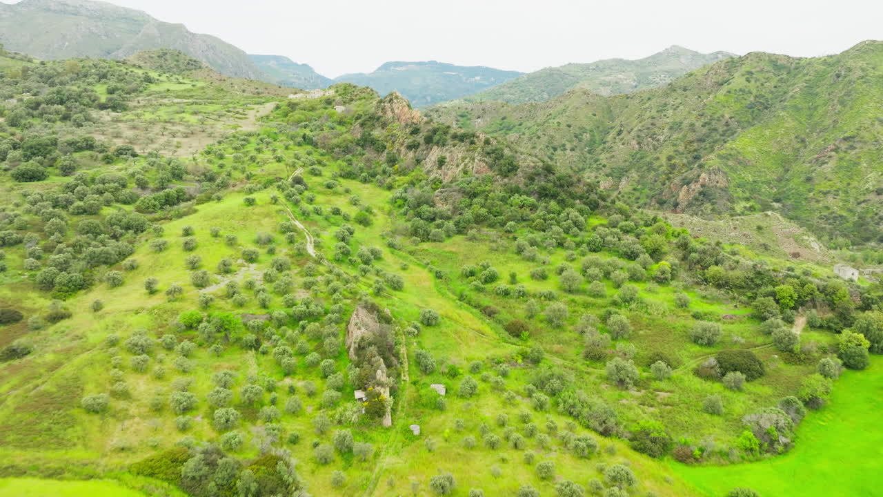Travel In Calabria Land Of Olive Groves For Production Of Quality Olive Oil