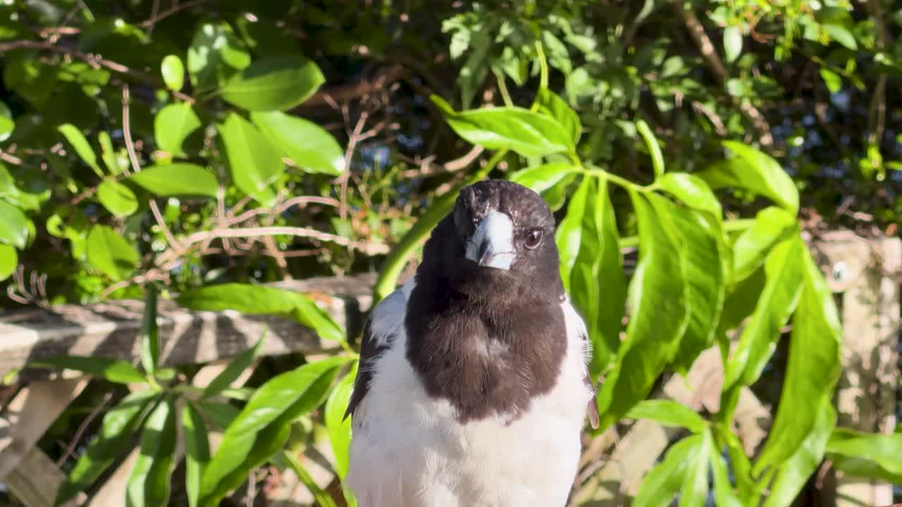 Primissimo piano di un uccello beccaio australiano appollaiato all'aperto su un fogliame verde alla luce del sole