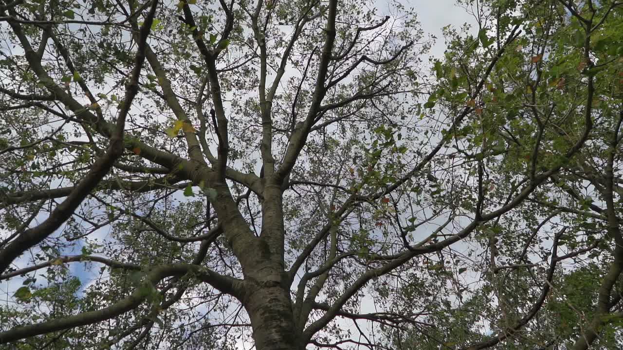 Low-angle, slow-motion pivoting shot of a tree top against a cloudy sky