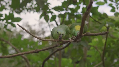 yellow-headed royal parrot on the tree