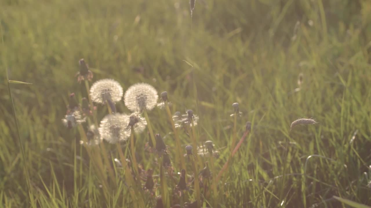 풀밭에서 바람에 날리는 민들레 씨 뿌리기